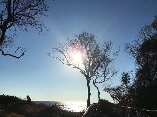 Riserva Naturale Tombolo di Cecina